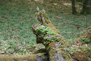 Wald geht immer – Wanderung durch den Düppeler Forst @ S-Bahnhof Berlin-Wannsee