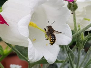 Was summt denn da? - Bienenwanderung in der Bornimer Feldflur @ Tram Haltestelle Potsdam Rote Kaserne