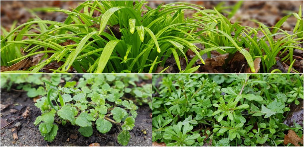 Wunderlauch, Gundermann und Waldmeister