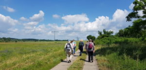 Konditionswanderung in Potsdam - Durch das Golmer Luch zur Insel Töplitz @ Potsdam Bahnhof Golm