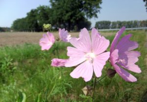 Geführte Wildkräuterwanderung in Potsdam @ Potsdam Tramhaltestelle Rote Kaserne