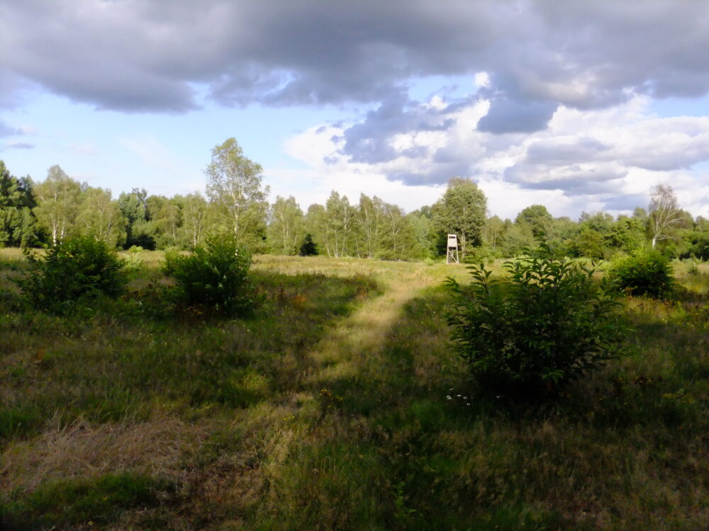Parforceheide