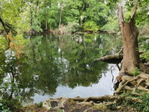 Durch den Königswald in Potsdam @ Potsdam Bushaltestelle Kirche Groß Glienicke