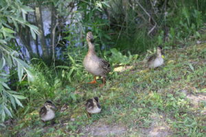 Ente gut, alles gut - Wanderung zum Entenbraten @ Potsdam