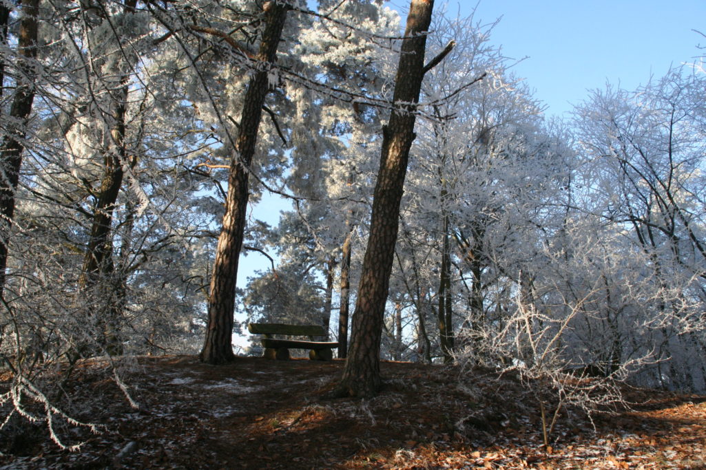 Winter in den Ravensbergen in Potsdam