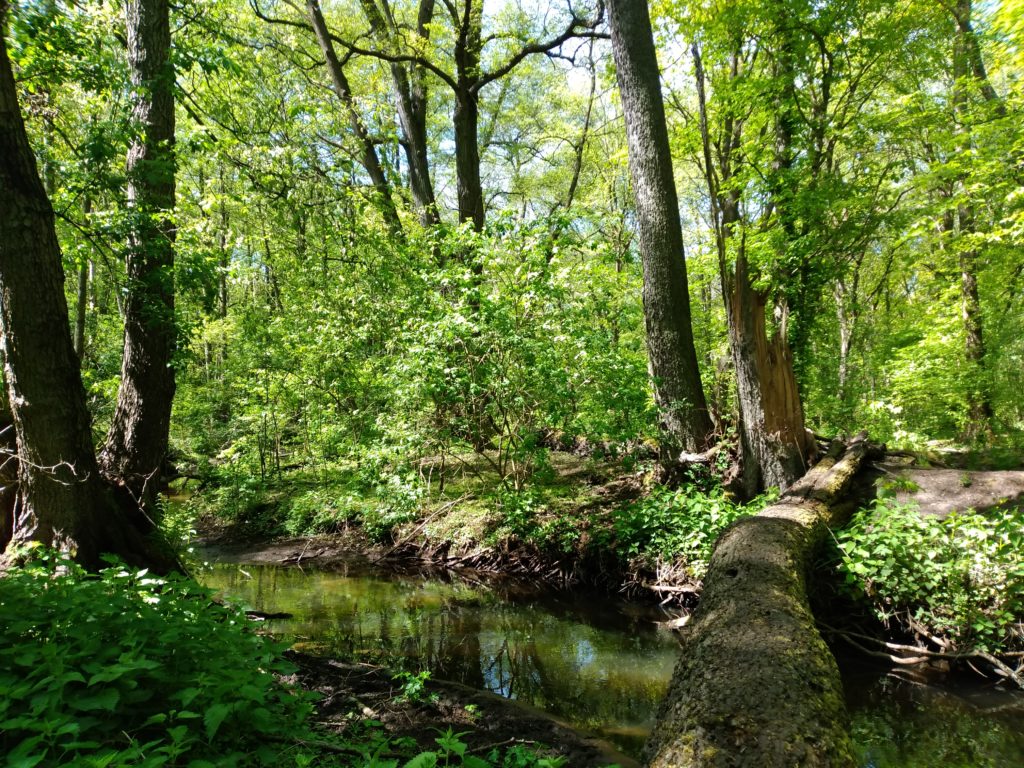 Nuthe zwischen Luckenwalde und Kloster Zinna