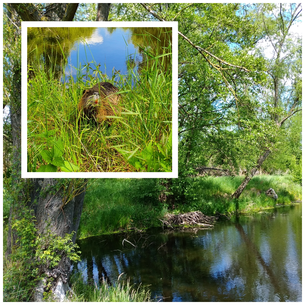 Nutria bzw.Biberratte