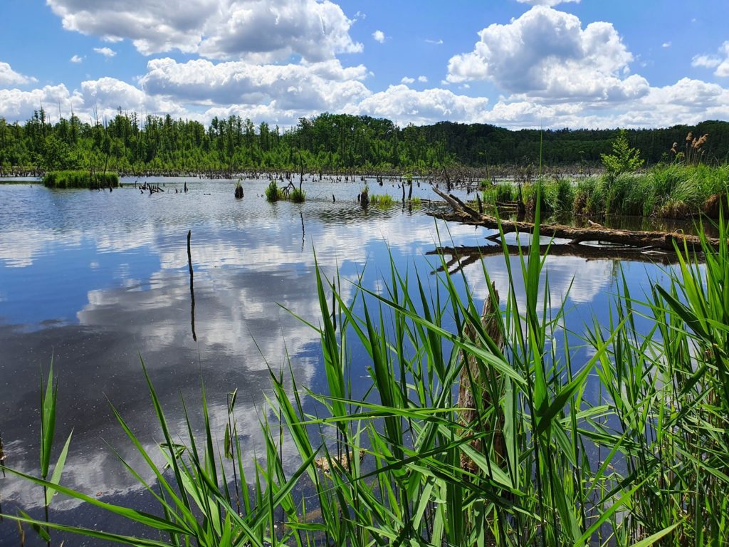 Fauler See