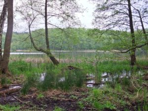 Von Michendorf zum Wietkiekenberg- Waldseen und weite Blicke @ Bahnhof Michendorf