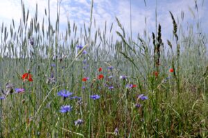 Wanderung in Potsdam - Durch die Bornimer Feldflur zum Karl-Foerster-Garten @ Potsdam Tram Haltestelle Kirschallee
