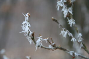 Neujahrswanderung durch den Park Babelsberg @ Glienicker Brücke