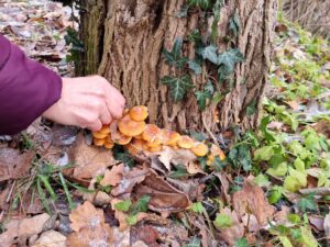 Pilzwanderung in Potsdam - Gesucht und Gefunden @ Bahnhof Potsdam-Pirschheide
